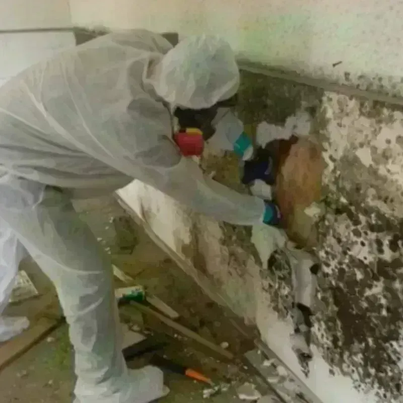 Mold Remediation and Removal in Mammoth Lakes, CA